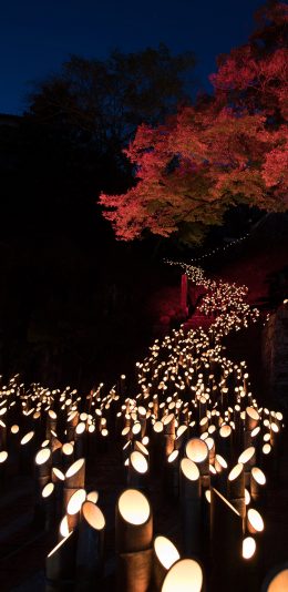 [2436x1125]夜景 创意 竹子 灯光 照明 苹果手机壁纸图片