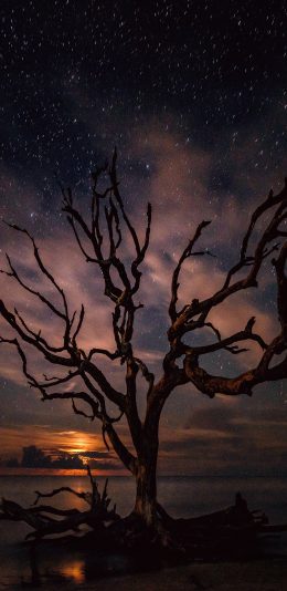 [2436x1125]夜景 星空 树枝 枯木 意境 苹果手机壁纸图片