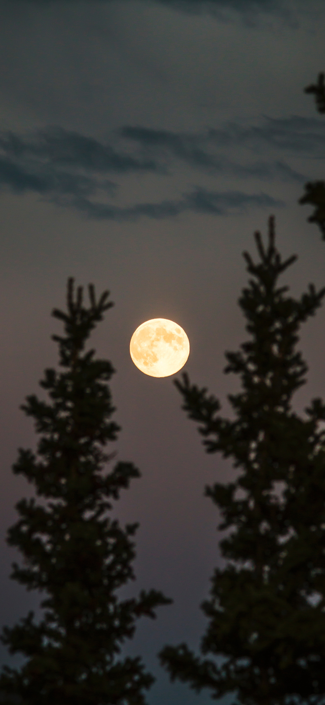 [2436×1125]夜景 树木 月亮 寂静 苹果手机壁纸图片