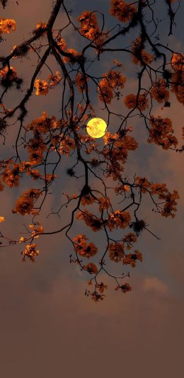 [2436x1125]夜景 树木 鲜花 月亮 苹果手机壁纸图片