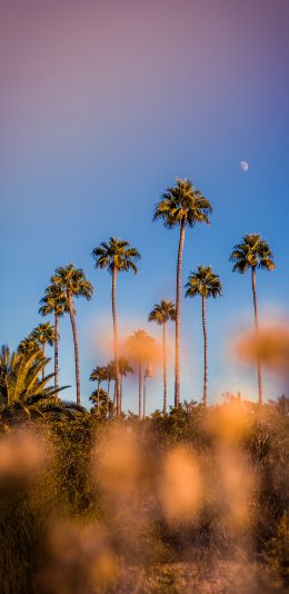 [2436x1125]夜景 椰树 月牙 自然美景 苹果手机壁纸图片