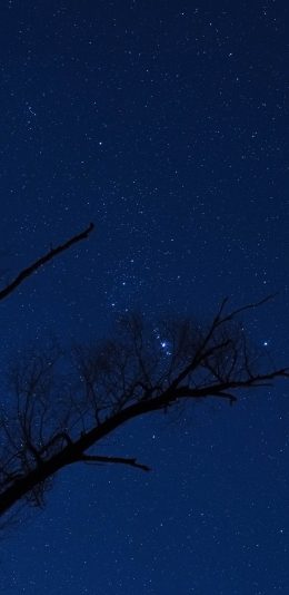 [2436x1125]夜空 星空 夜晚 树枝 星星 苹果手机壁纸图片