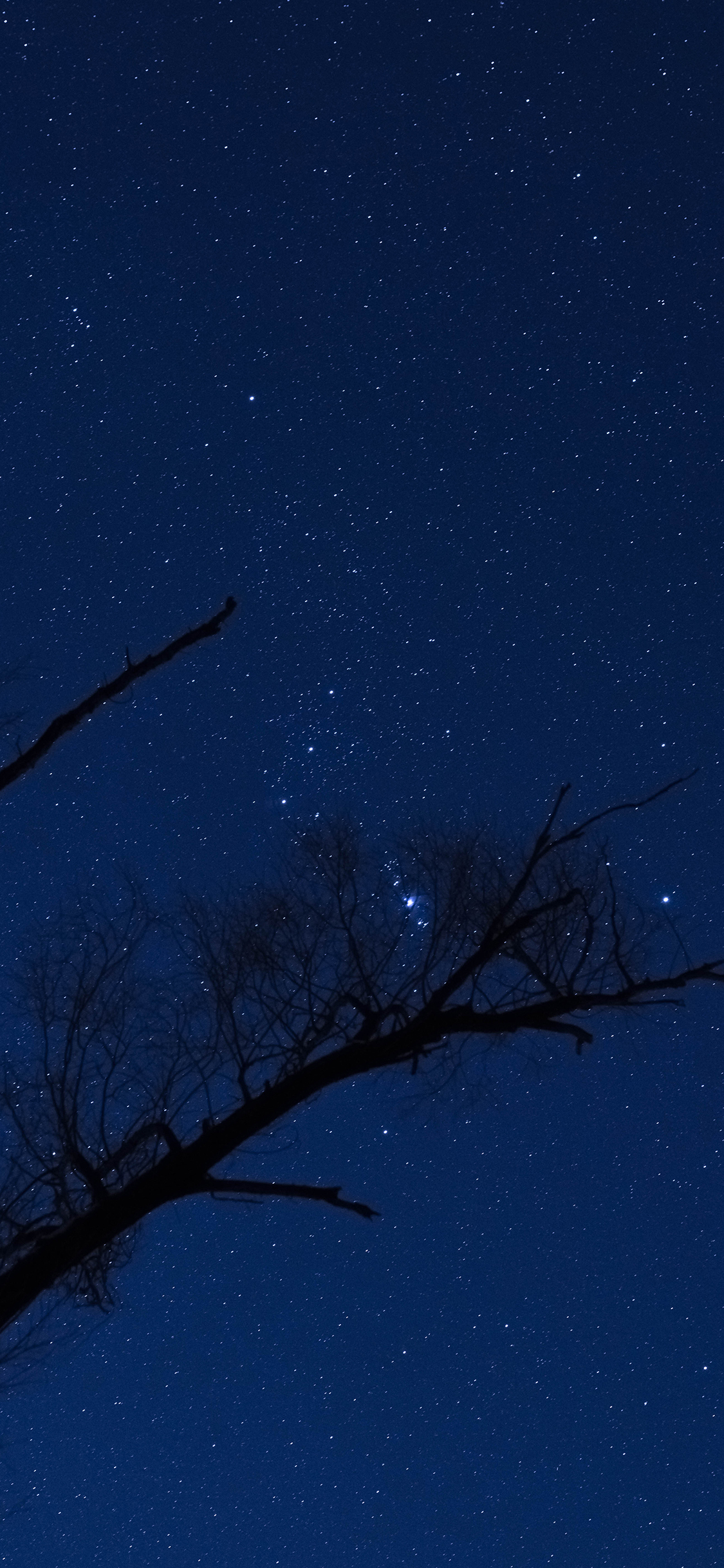 [2436×1125]夜空 星空 夜晚 树枝 星星 苹果手机壁纸图片