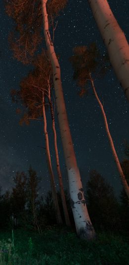 [2436x1125]夜空 星空 树林 夜晚 树丛 苹果手机壁纸图片