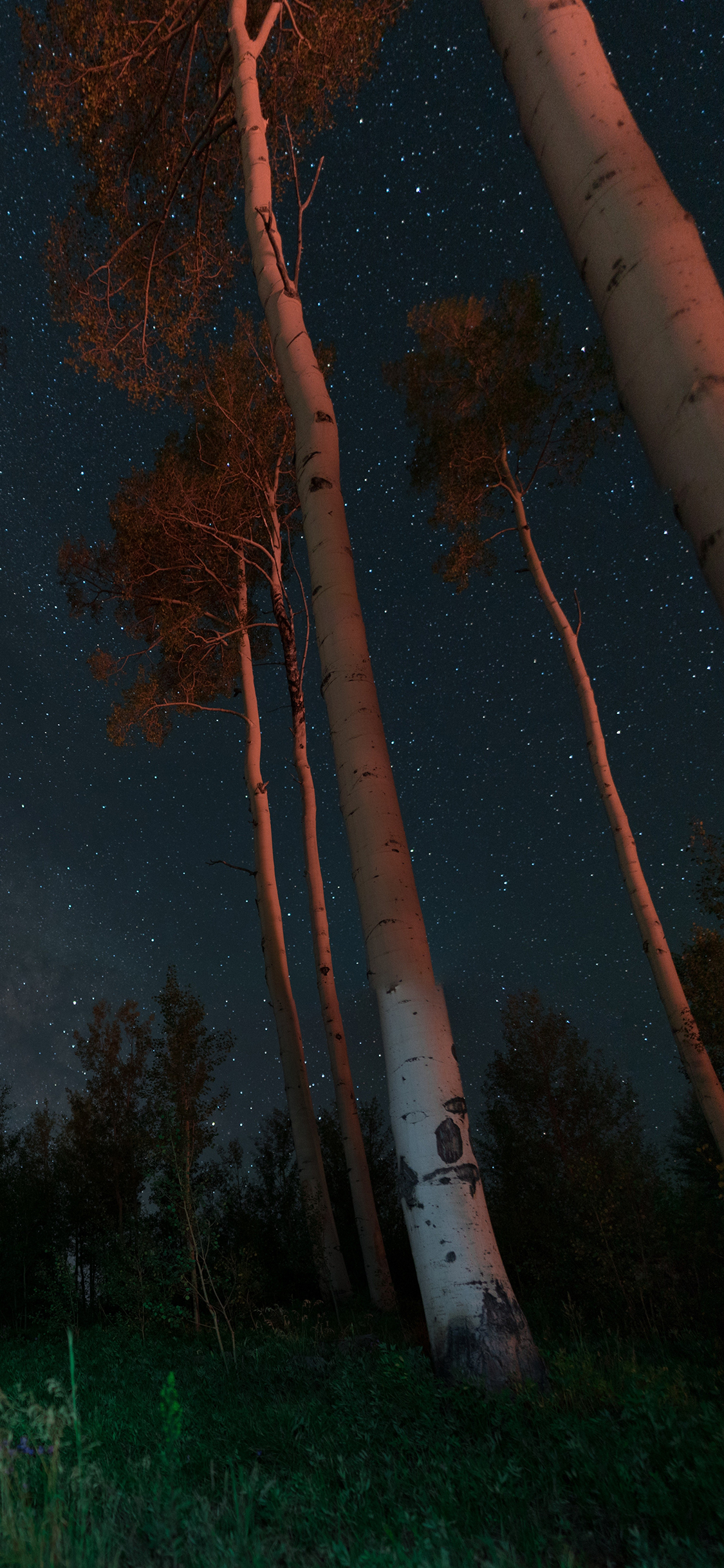 [2436×1125]夜空 星空 树林 夜晚 树丛 苹果手机壁纸图片