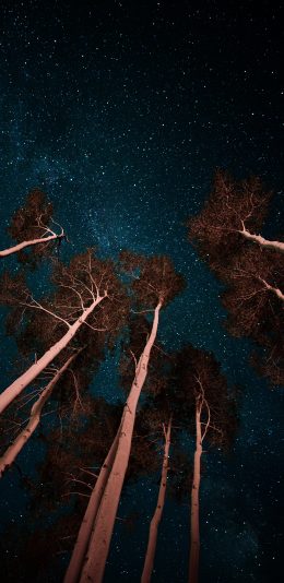 [2436x1125]夜空 树木 星空 树干 唯美 苹果手机壁纸图片