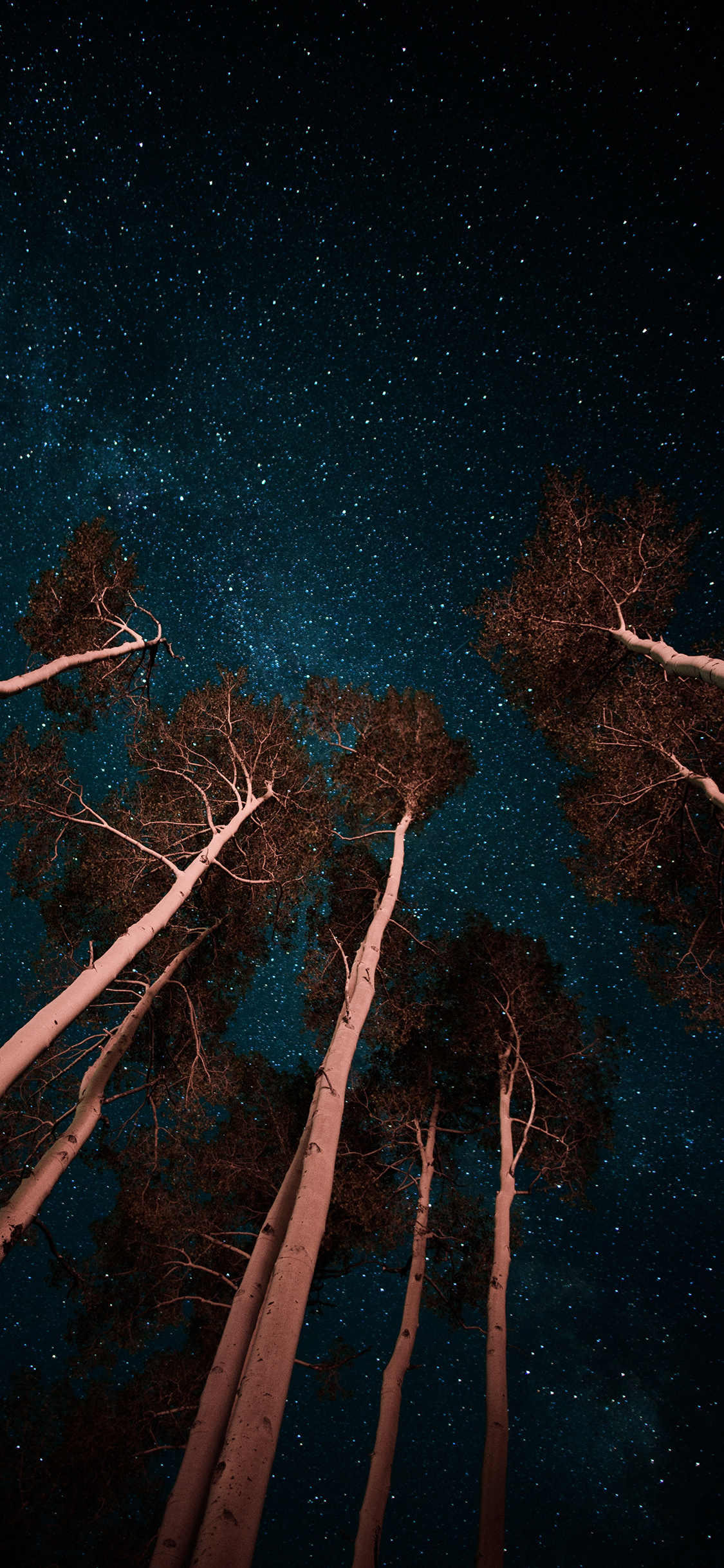 [2436×1125]夜空 树木 星空 树干 唯美 苹果手机壁纸图片