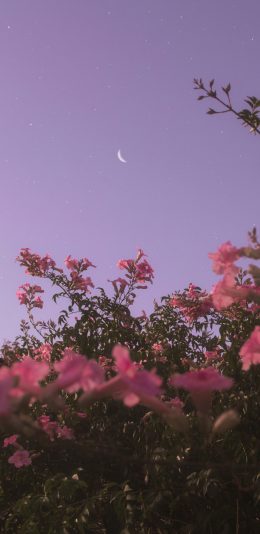 [2436x1125]夜空 鲜花 枝叶 月亮 星空 紫色 苹果手机壁纸图片