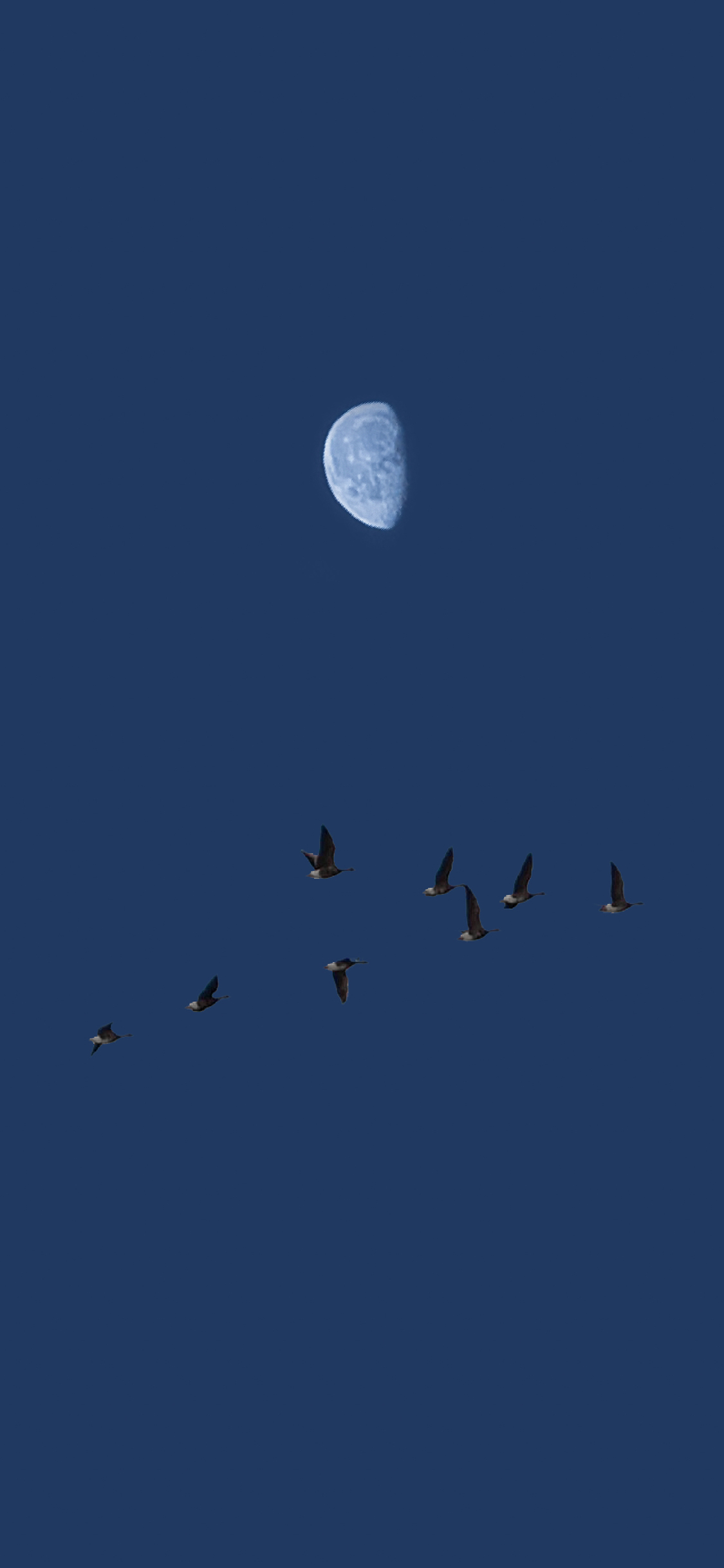 [2436×1125]夜空 鸟 飞翔 蓝色 月亮 苹果手机壁纸图片