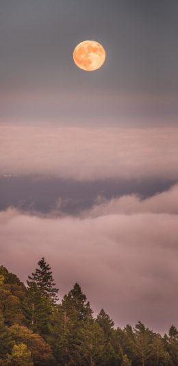 [2436x1125]夜色 月亮 月球 树木 云海 苹果手机壁纸图片
