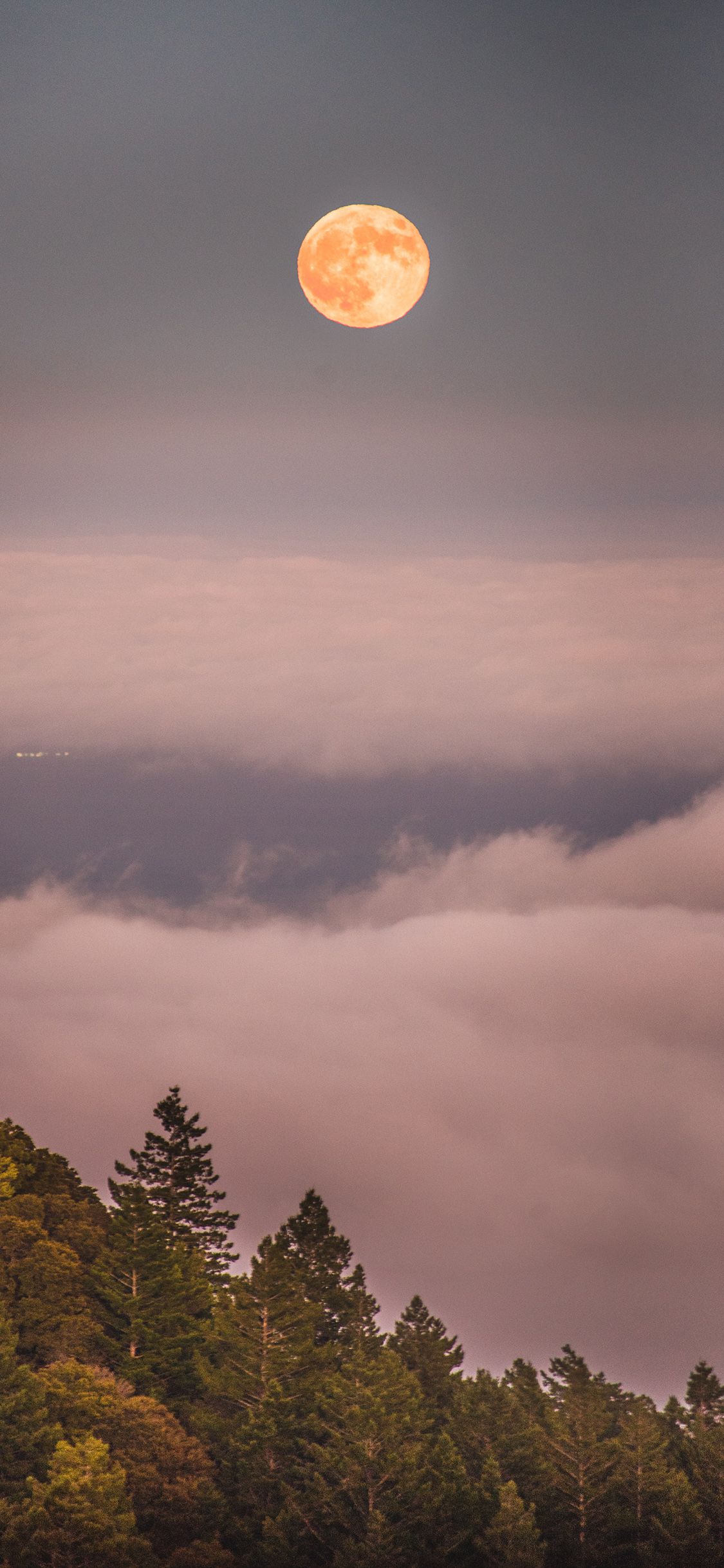 [2436×1125]夜色 月亮 月球 树木 云海 苹果手机壁纸图片