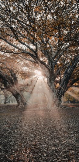 [2436x1125]大暑 阳光 射线 秋季 落叶 苹果手机壁纸图片