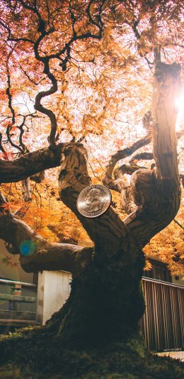 [2436x1125]大树 景色 秋季 枯黄 硬币 苹果手机壁纸图片