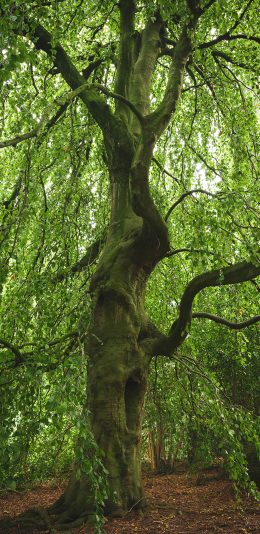 [2436x1125]大树 枝繁叶茂 郁郁葱葱 苔藓 苹果手机壁纸图片