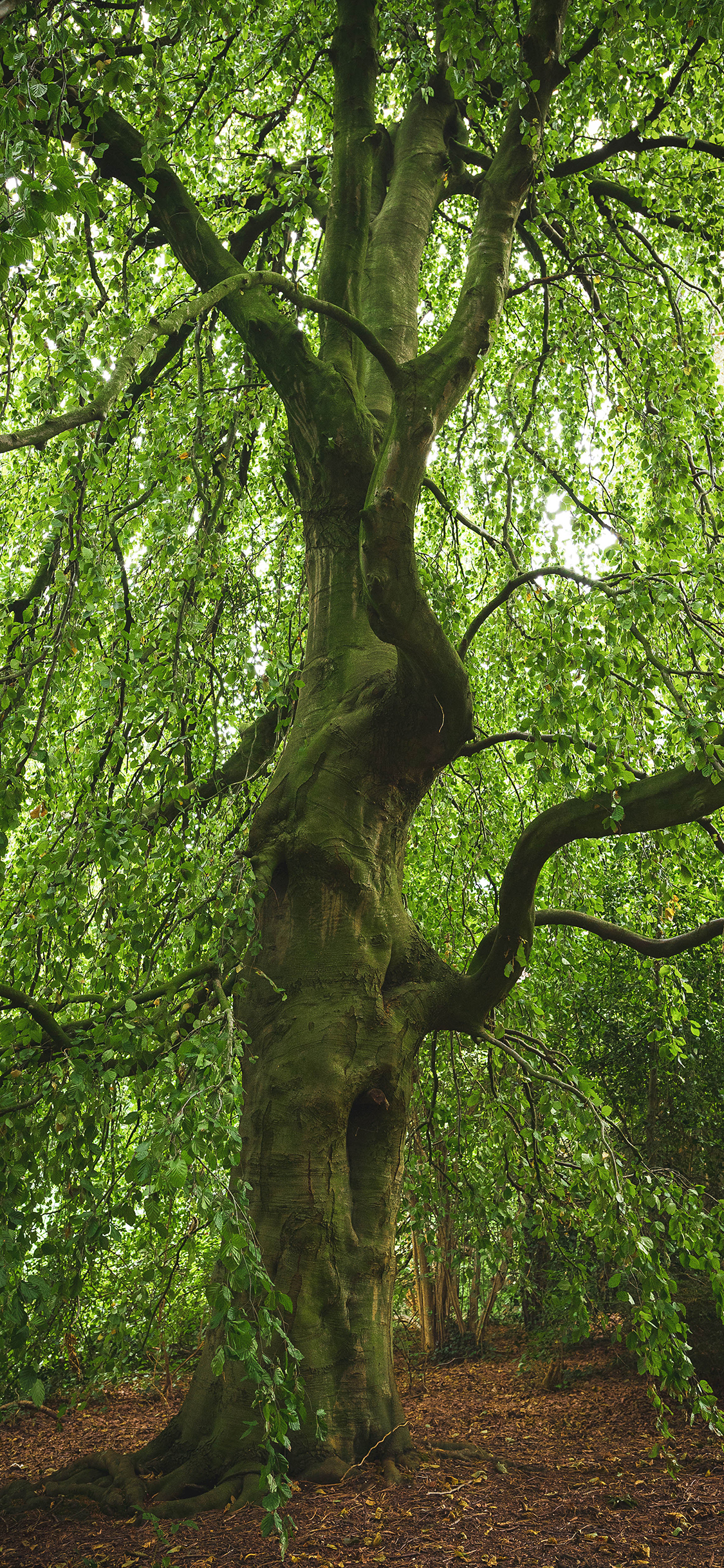 [2436×1125]大树 枝繁叶茂 郁郁葱葱 苔藓 苹果手机壁纸图片