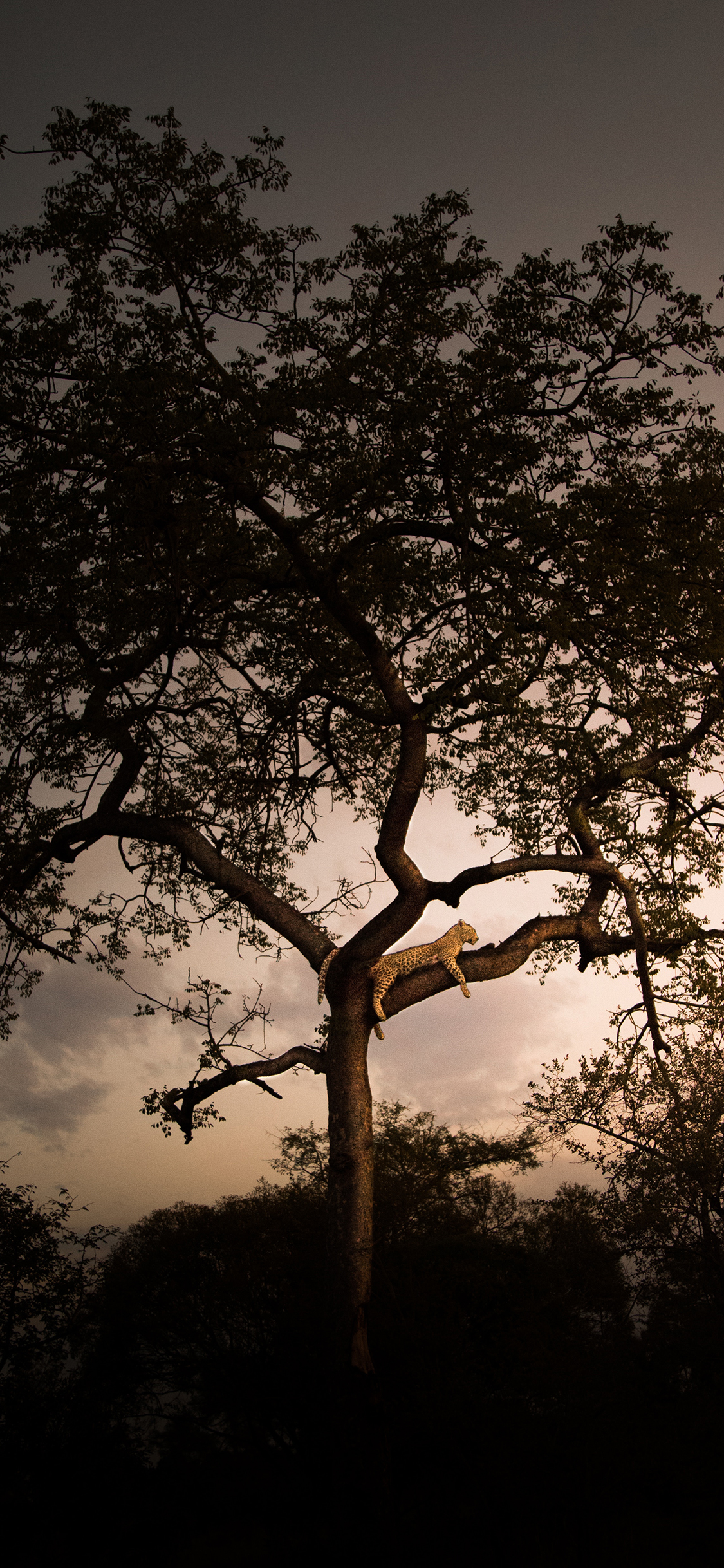 [2436×1125]大树 树干 猎豹 休憩 趴着 苹果手机壁纸图片