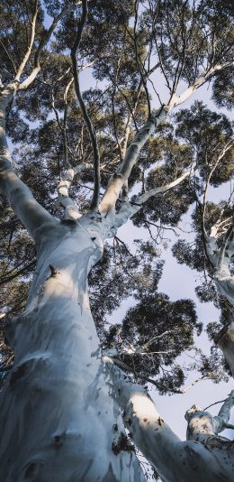 [2436x1125]大树 树木 白色树干 枝叶繁茂 苹果手机壁纸图片