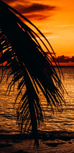 [2436x1125]大海 夕阳 树叶 唯美 苹果手机壁纸图片