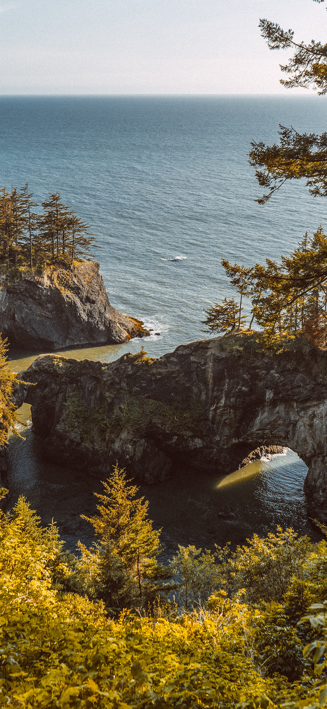 [2436×1125]大海 岩石 树木 自然 海景 苹果手机壁纸图片