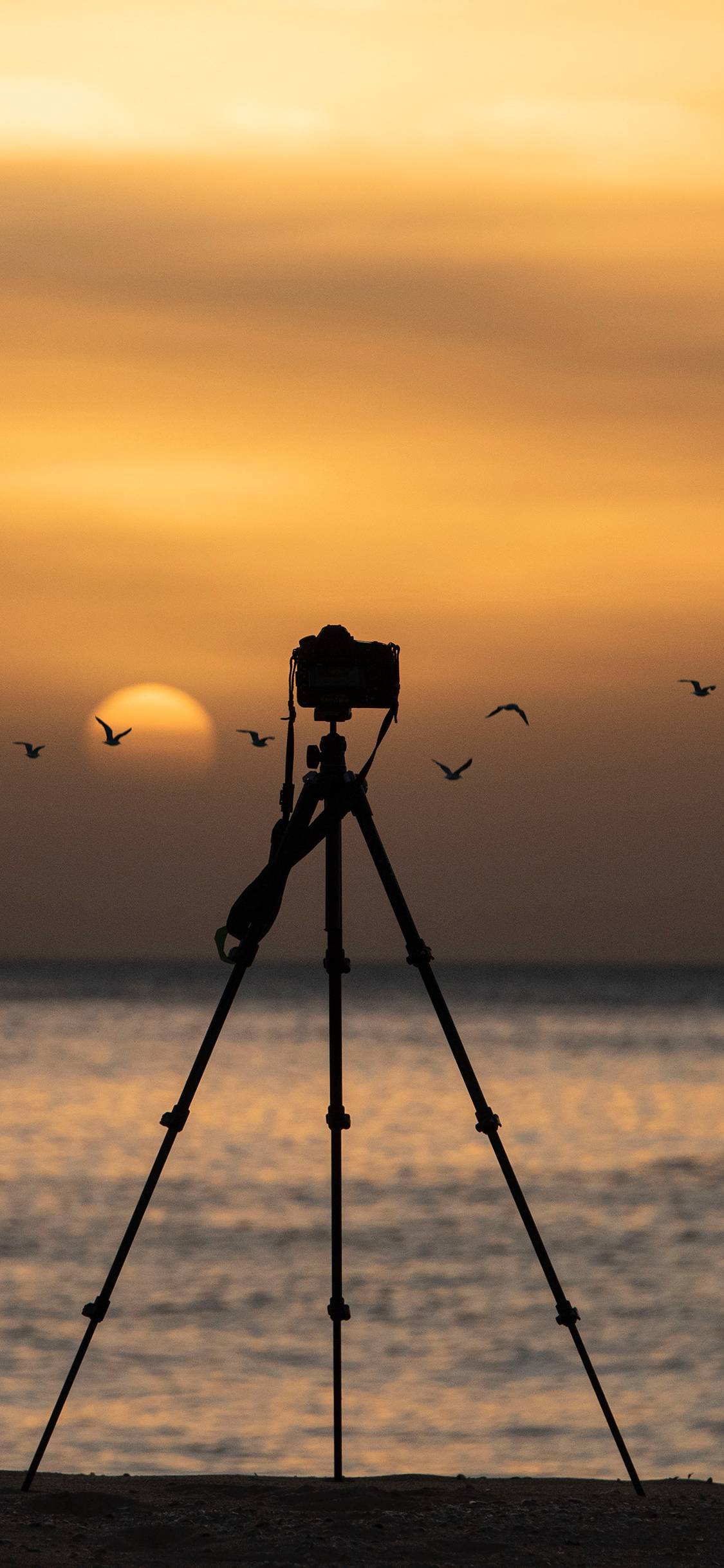 [2436×1125]大海 晚霞 落日 飞鸟 摄影 苹果手机壁纸图片
