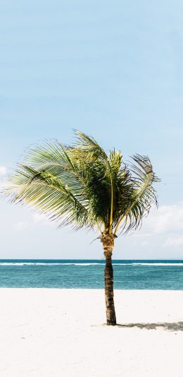 [2436x1125]大海 沙滩 树木 屹立 苹果手机壁纸图片
