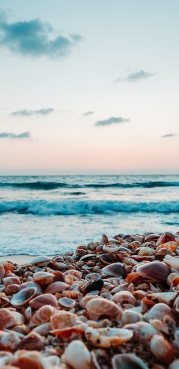 [2436x1125]大海 浪花 沙滩 贝壳 苹果手机壁纸图片