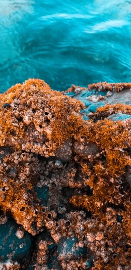 [2436x1125]大海 海岸 海水 贝类 苹果手机壁纸图片