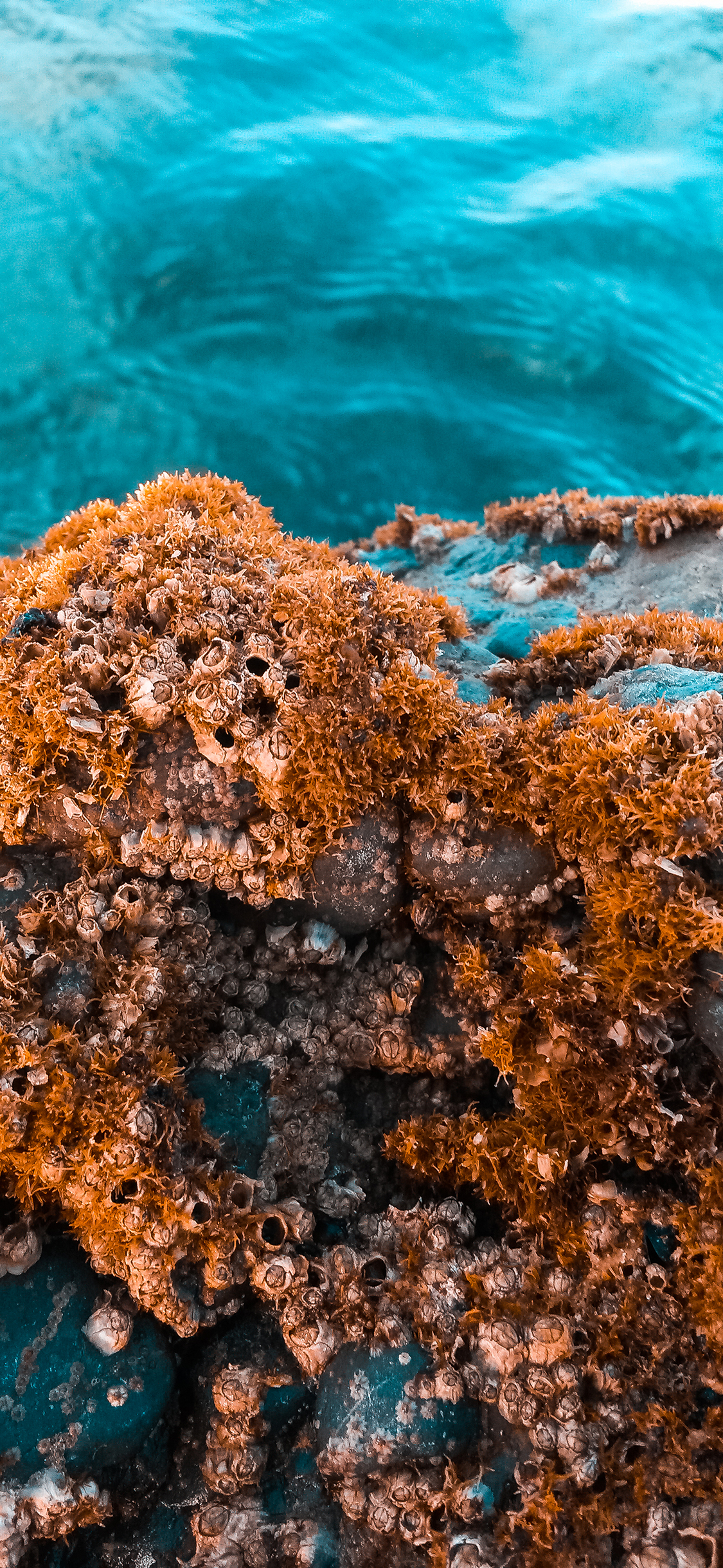 [2436×1125]大海 海岸 海水 贝类 苹果手机壁纸图片