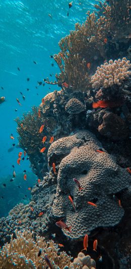 [2436x1125]大海 海底世界 珊瑚 鱼群 苹果手机壁纸图片