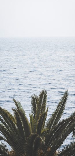 [2436x1125]大海 海景 椰树 海浪 苹果手机壁纸图片