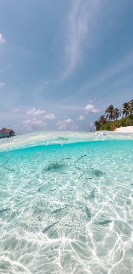 [2436x1125]大海 海洋 海水 清澈 鱼 苹果手机壁纸图片