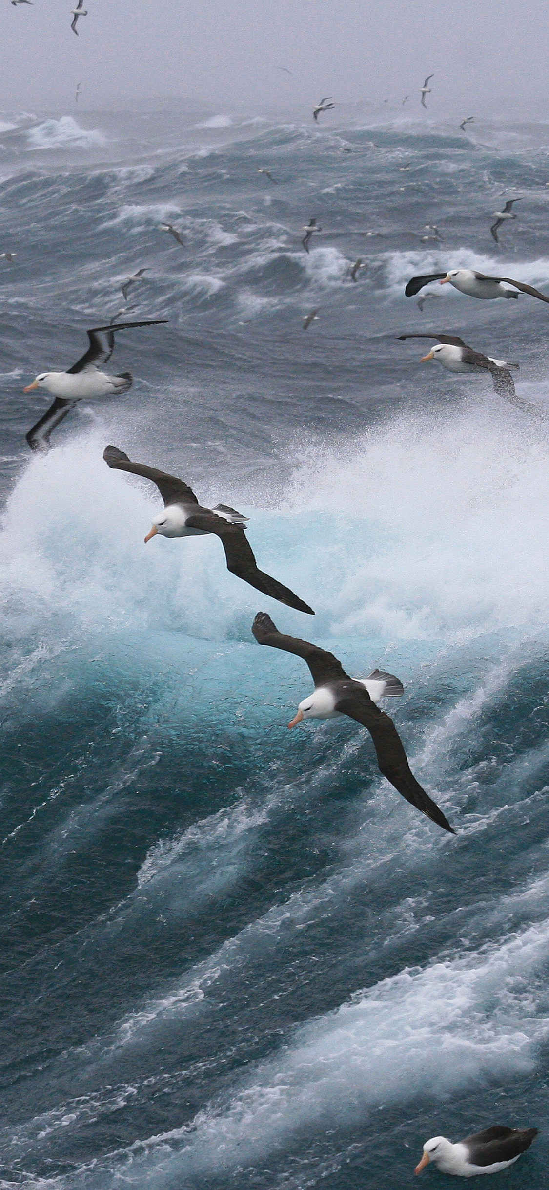 [2436×1125]大海 海浪 海鸥 飞行 苹果手机壁纸图片