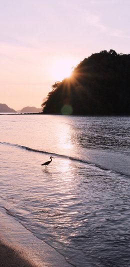 [2436x1125]大海 海滩 海鸟 捕食 苹果手机壁纸图片
