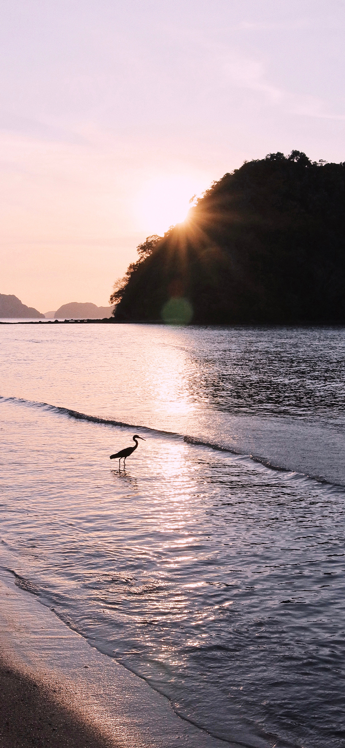 [2436×1125]大海 海滩 海鸟 捕食 苹果手机壁纸图片