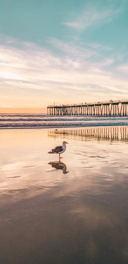 [2436x1125]大海 海滩 海鸥 飞鸟 桥梁 苹果手机壁纸图片