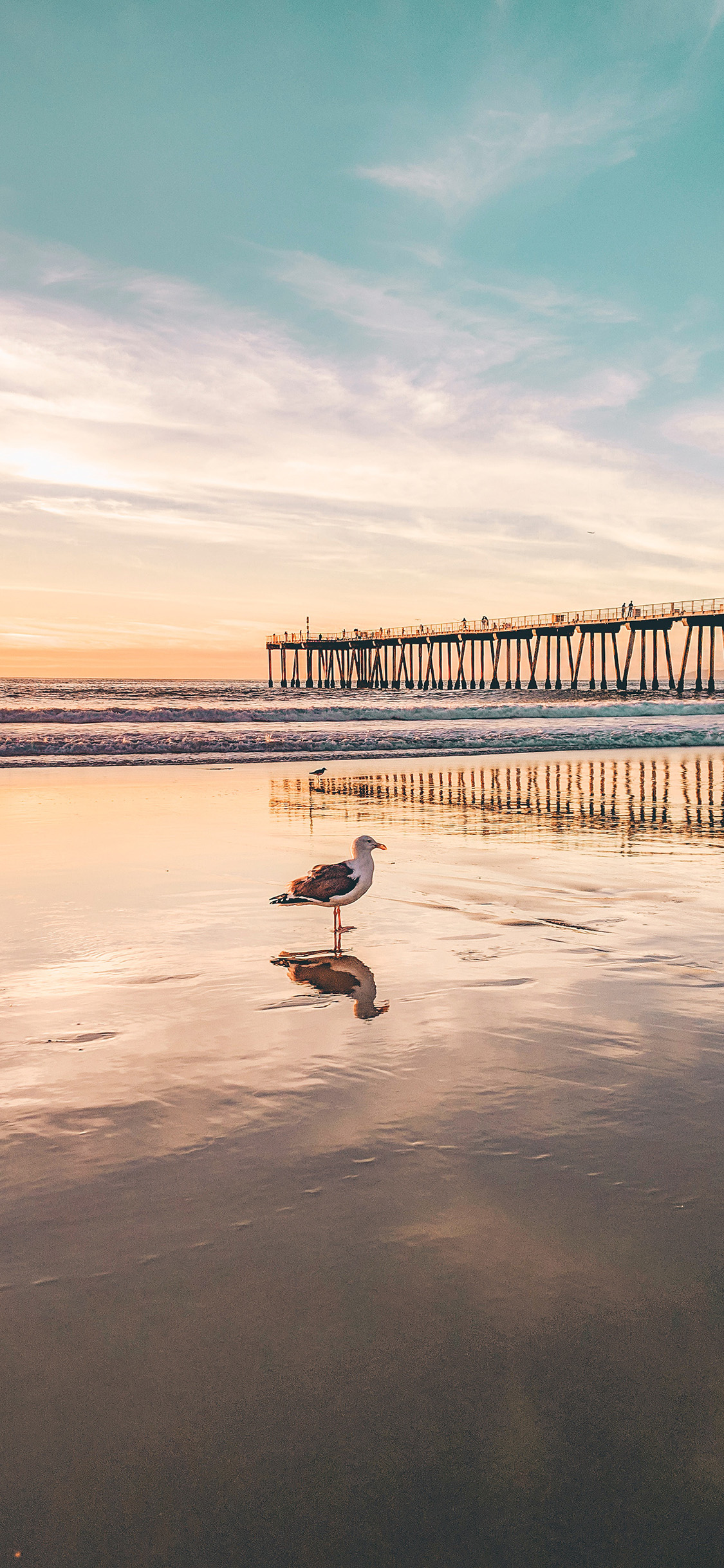 [2436×1125]大海 海滩 海鸥 飞鸟 桥梁 苹果手机壁纸图片
