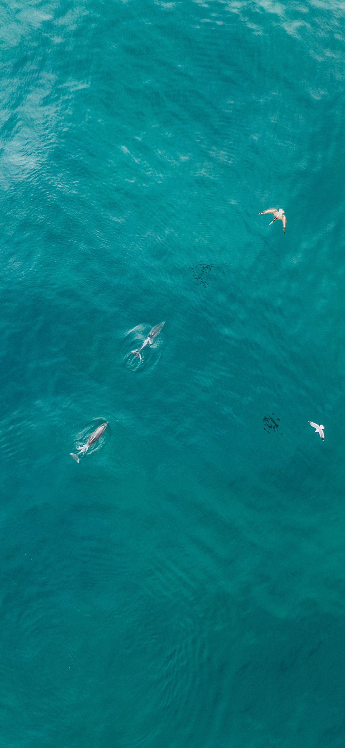 [2436×1125]大海 海豚 海平面 海鸥  航拍 苹果手机壁纸图片