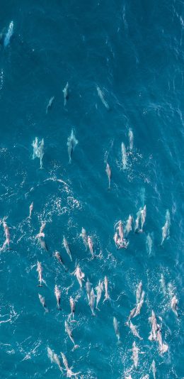[2436x1125]大海 生物 海豚 群居 苹果手机壁纸图片