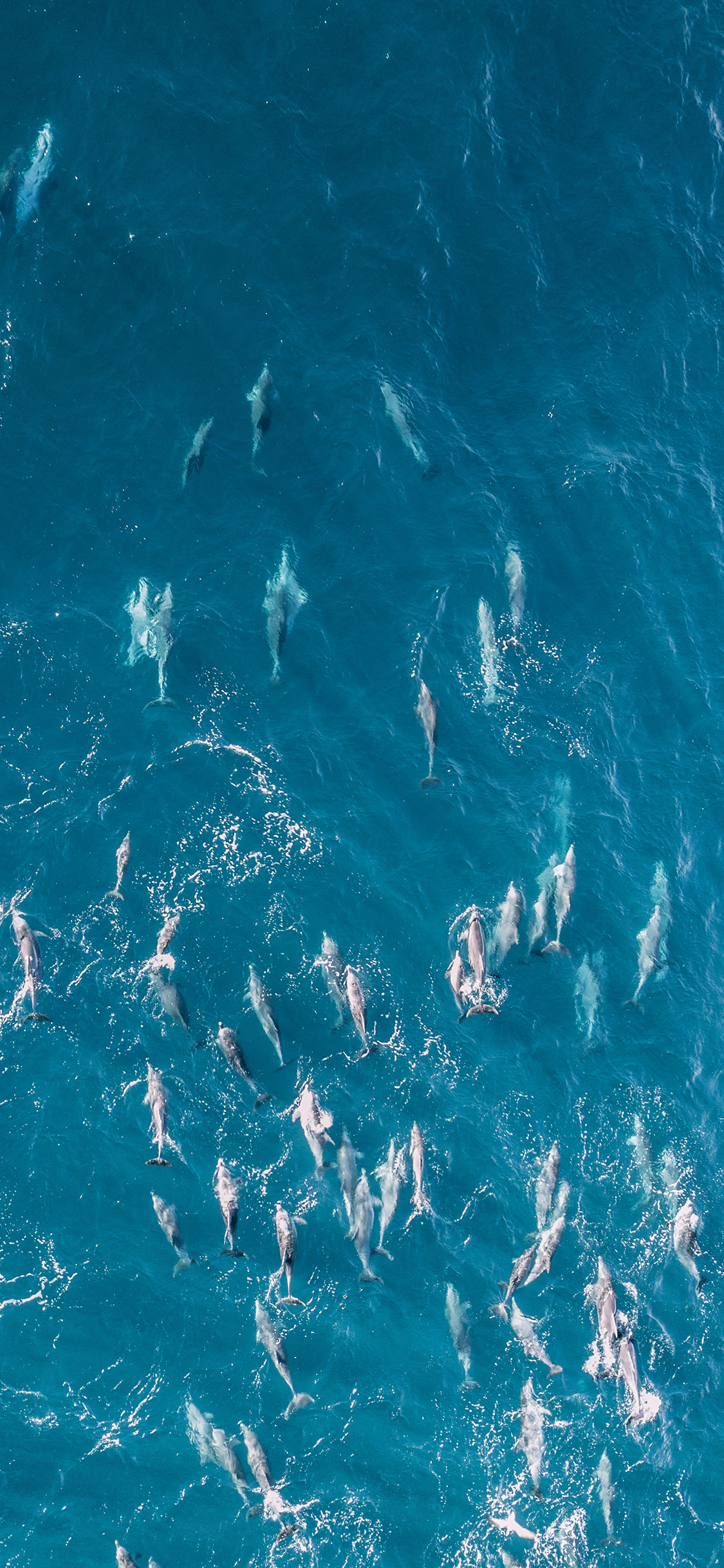 [2436×1125]大海 生物 海豚 群居 苹果手机壁纸图片