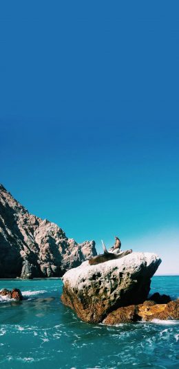 [2436x1125]大海 礁石 海豹 海景 苹果手机壁纸图片