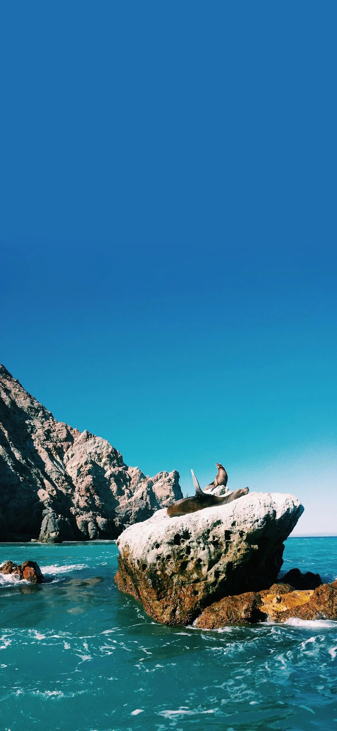 [2436×1125]大海 礁石 海豹 海景 苹果手机壁纸图片
