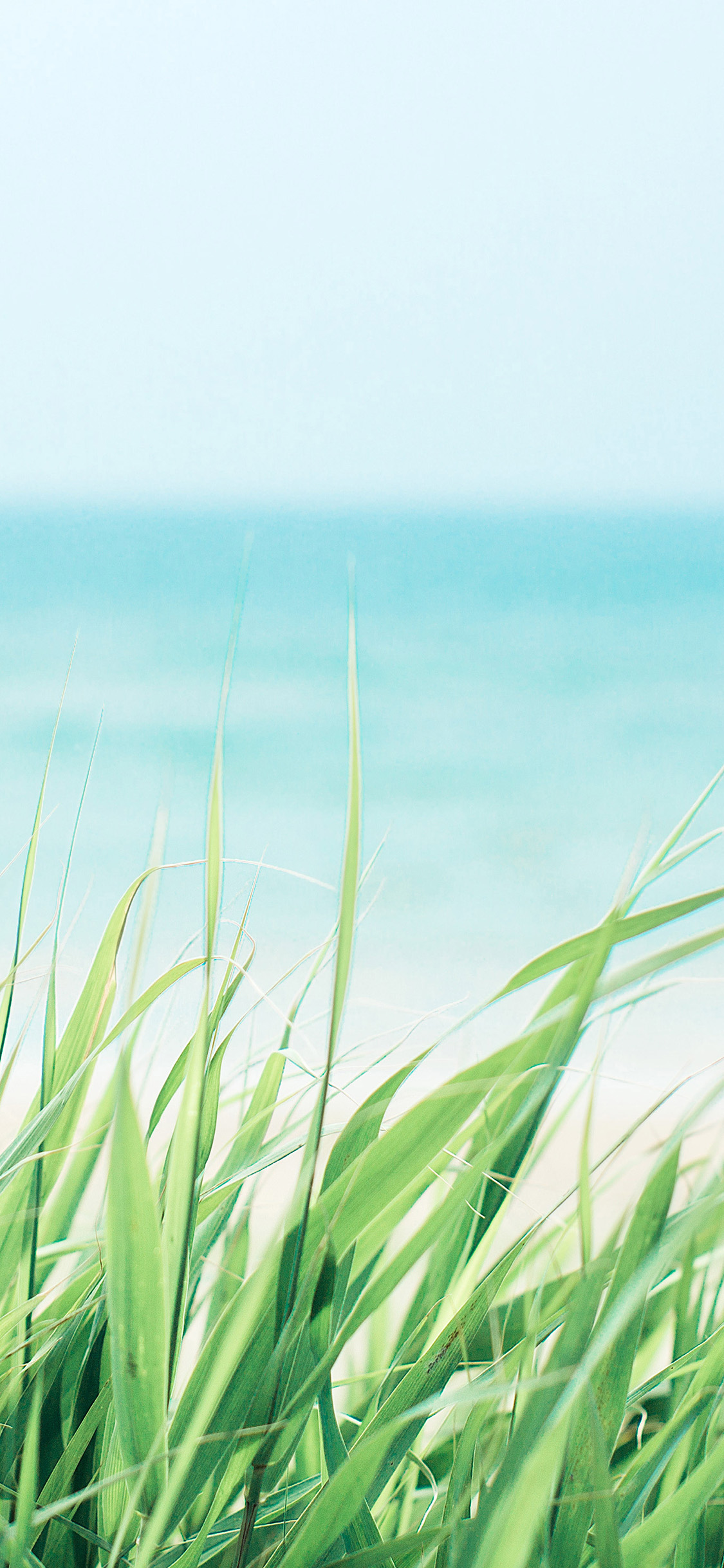 [2436×1125]大海 绿色 杂草 大自然 苹果手机壁纸图片