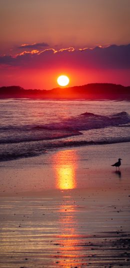 [2436x1125]大海 落日 红霞 浪花 鸟 美景 苹果手机壁纸图片