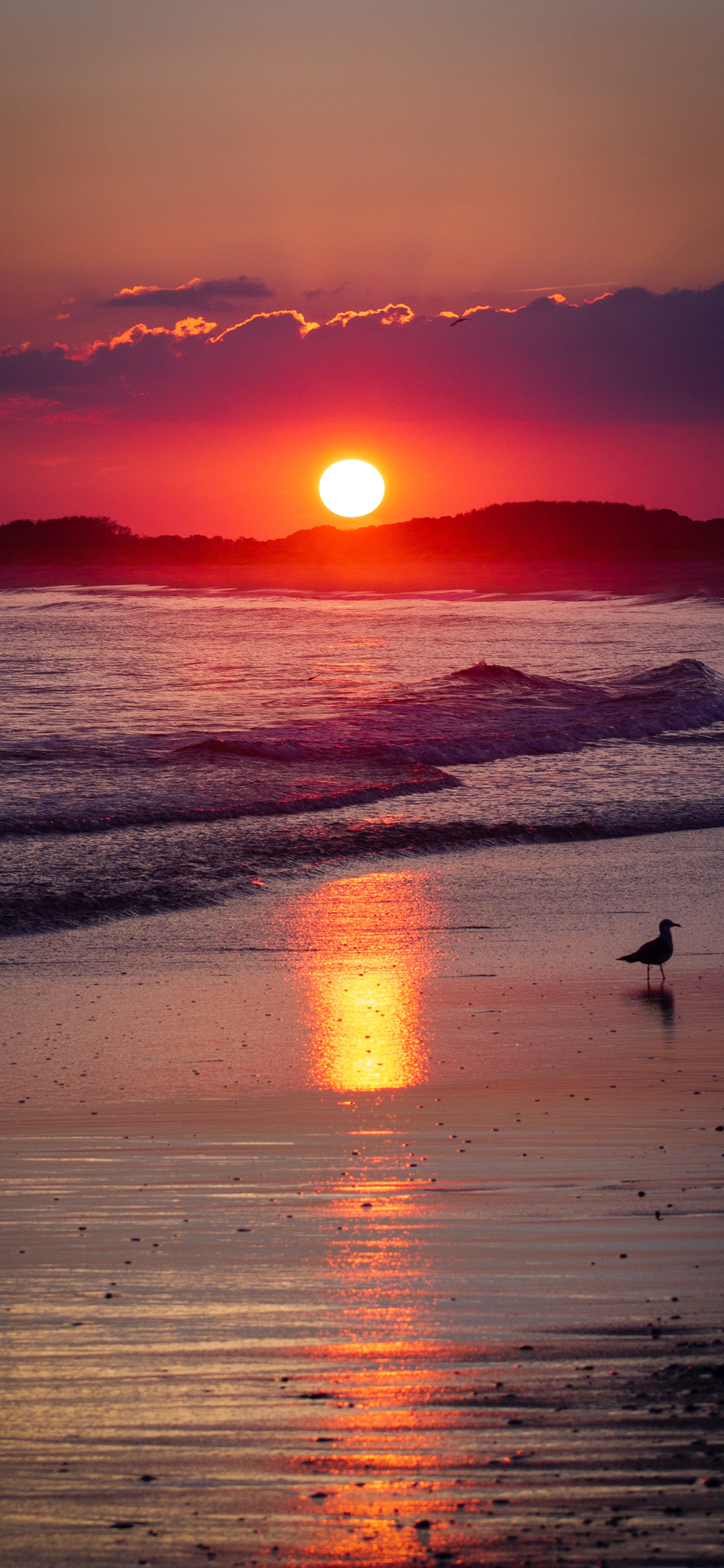 [2436×1125]大海 落日 红霞 浪花 鸟 美景 苹果手机壁纸图片