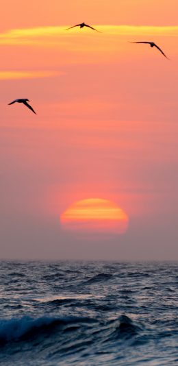 [2436x1125]大海 落日 飞鸟 唯美 苹果手机壁纸图片