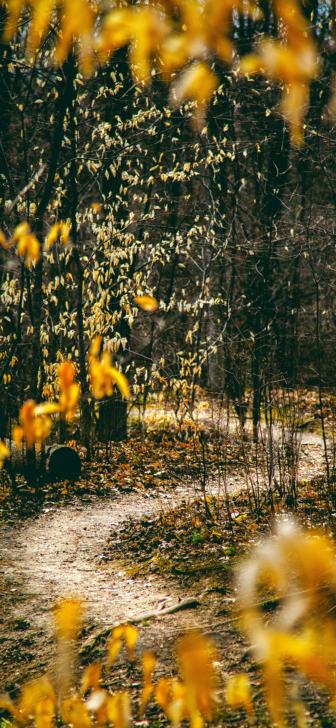 [2436×1125]大自然 林中美景 落叶 苹果手机壁纸图片