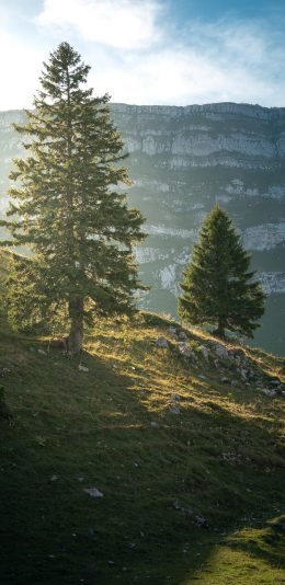 [2436x1125]大自然 树木 山坡 斜坡 苹果手机壁纸图片