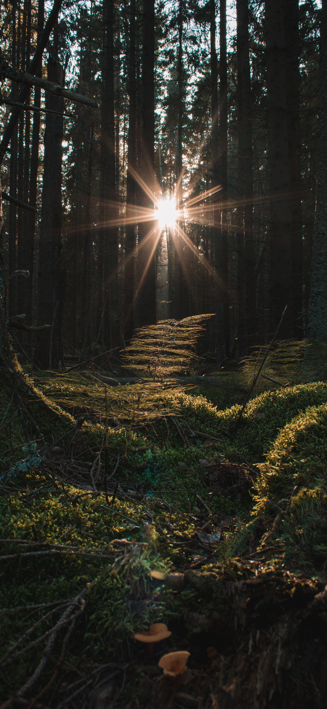 [2436×1125]大自然 森林 阳光 树木 苹果手机壁纸图片