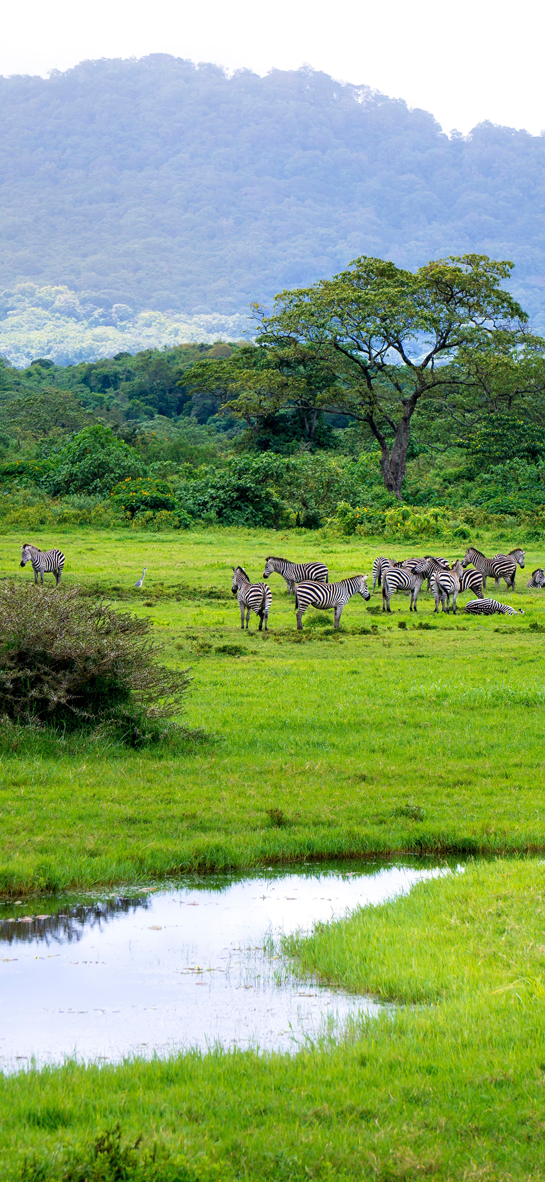 [2436×1125]大自然 草原 河流 斑马 苹果手机壁纸图片