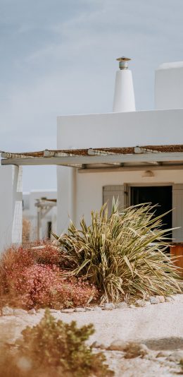 [2436x1125]天台 风景 植株 绿叶 小花 苹果手机壁纸图片